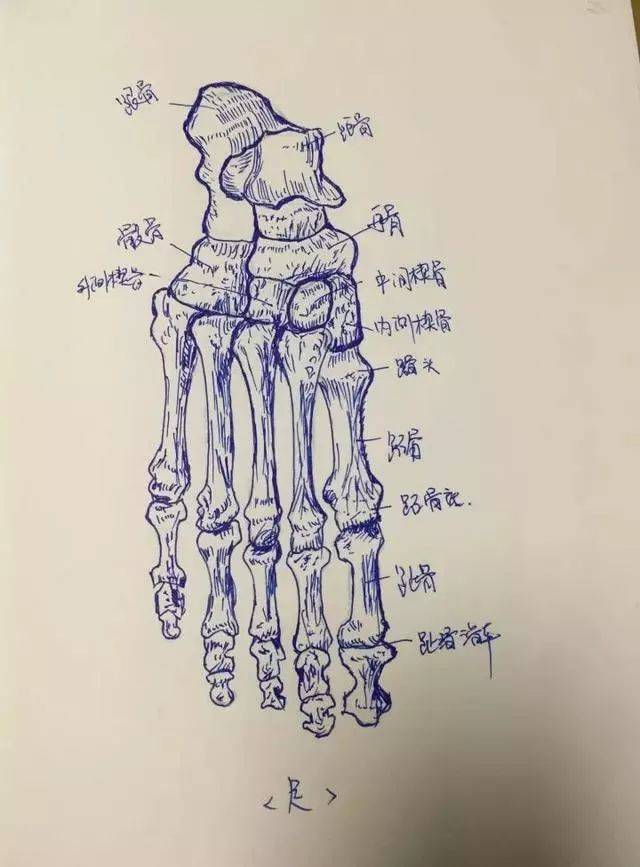 把人体局部解剖图画下来, 骨头,血管,关节…… 一笔一画, 人体结构