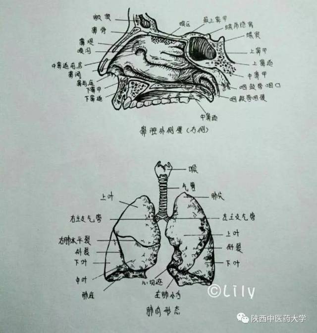 直观的绘画,让我更加深刻的了解到人体各个组织器官骨骼的奥秘