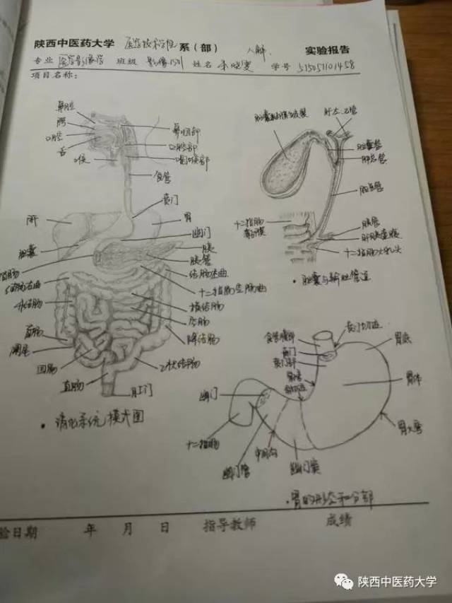 医学人体解剖手绘:科学与艺术的交织