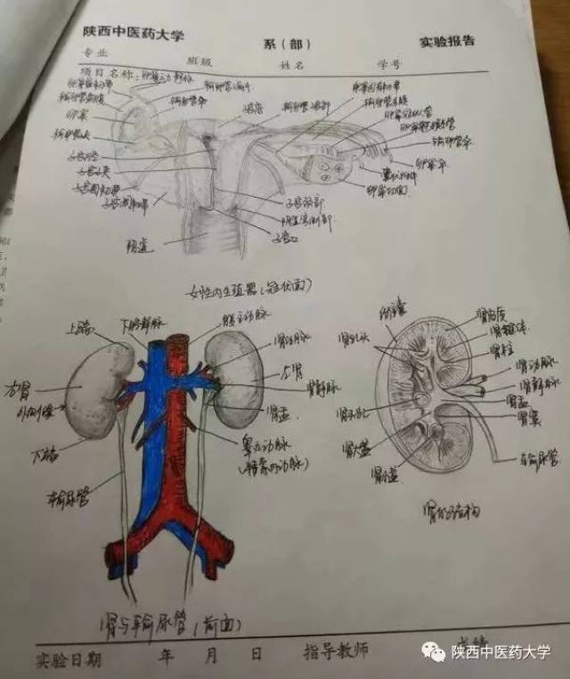 医学人体解剖手绘:科学与艺术的交织