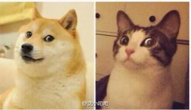 高中在一次日常撸猫片的服装中,无意间拍到的这张大全过程网友图片照片环保v高中图片