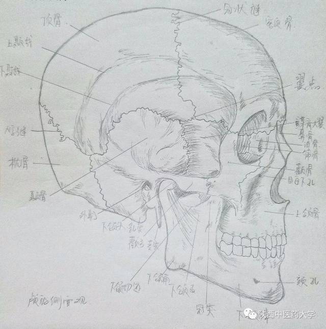 医学人体解剖手绘:科学与艺术的交织