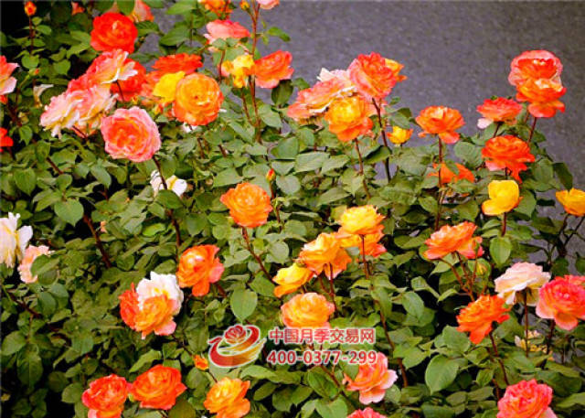 深秋时节,秋风送爽(图1) 深秋时节,秋风送爽(图1)