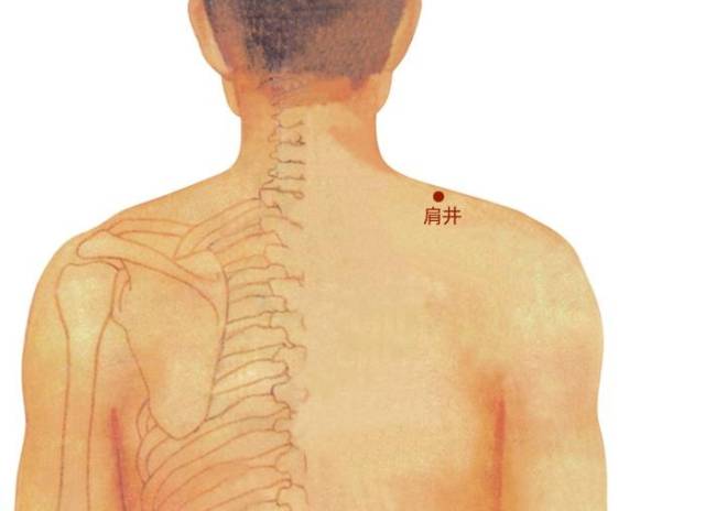 【标准定位】在颈部,当第一颈椎至第七颈椎棘突下两侧,后正中线旁开0