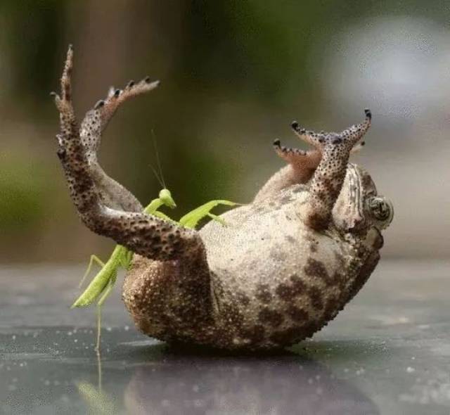 Ҷũ