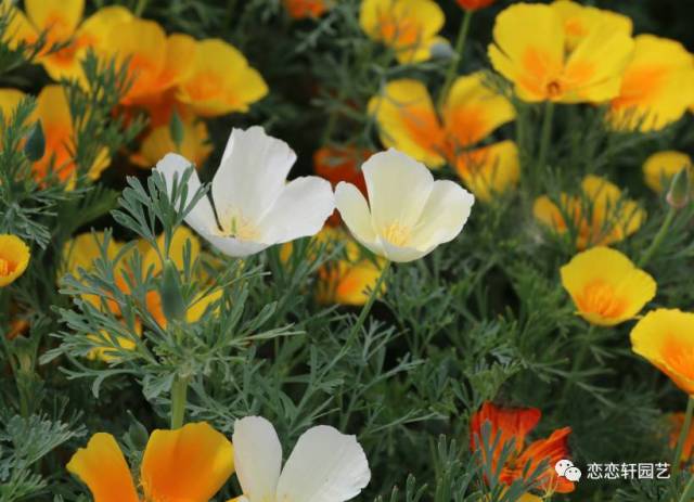 美丽的加州罂粟花—花菱草_手机搜狐网