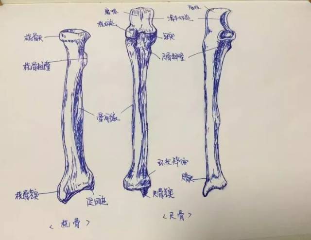 4,挠骨,尺骨