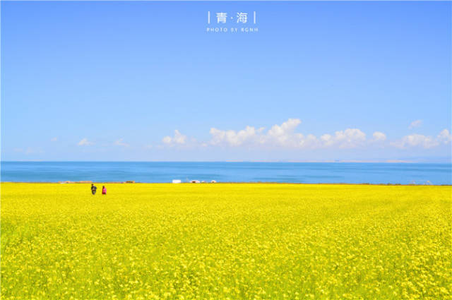 这儿有着一望无垠的油菜花,随手一拍便是油画.