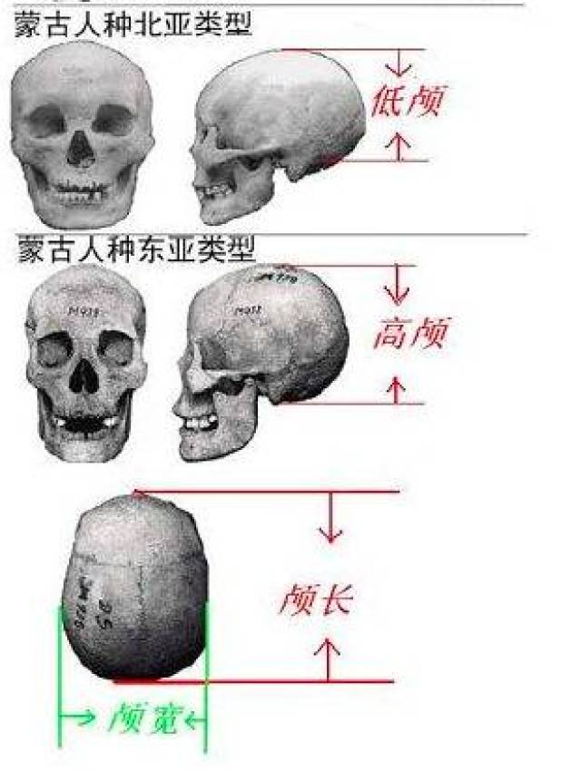 一般来说,我国人普遍是高颅型.