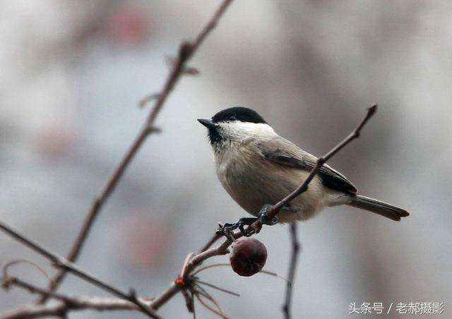 这种小鸟是不是叫"红子"