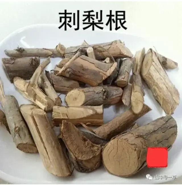 铁篱笆刺根的功效与作用