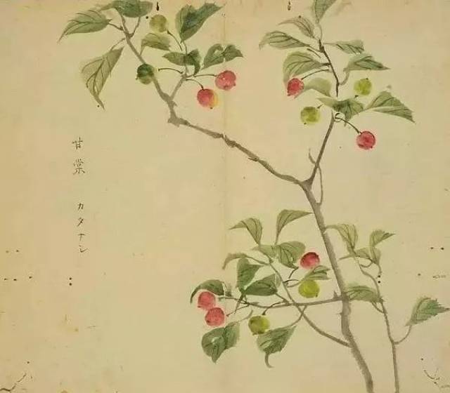 《诗经》里那些名字好听的花草,手绘出来竟这么惊艳!