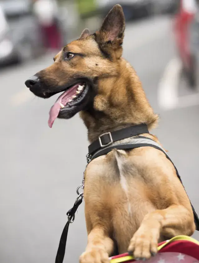 《警犬来啦》警犬花少的周末安排是这样的