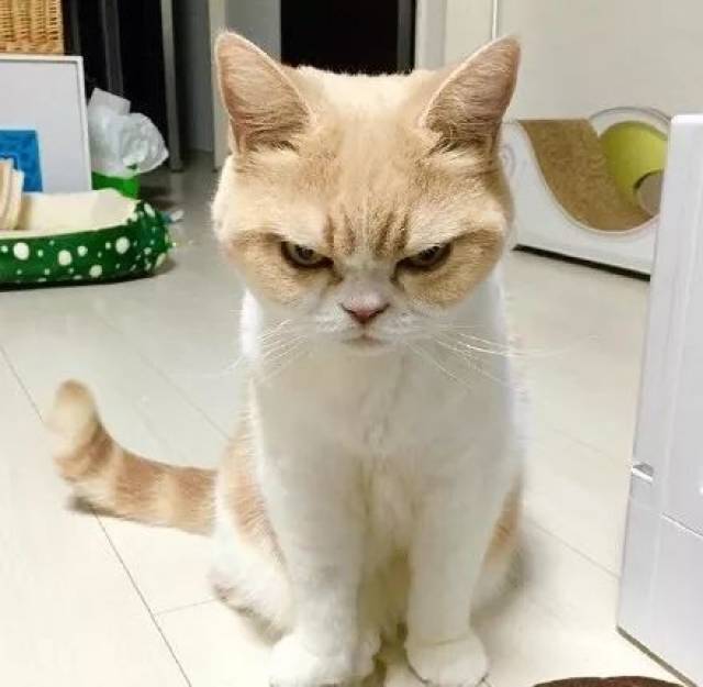 自带生气表情的猫咪小雪,脸上总是一个大写的"滚"字