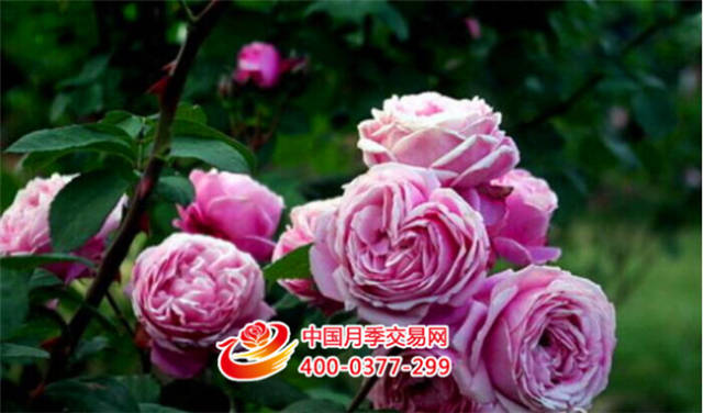 深秋时节,秋风送爽(图2) 深秋时节,秋风送爽(图2)