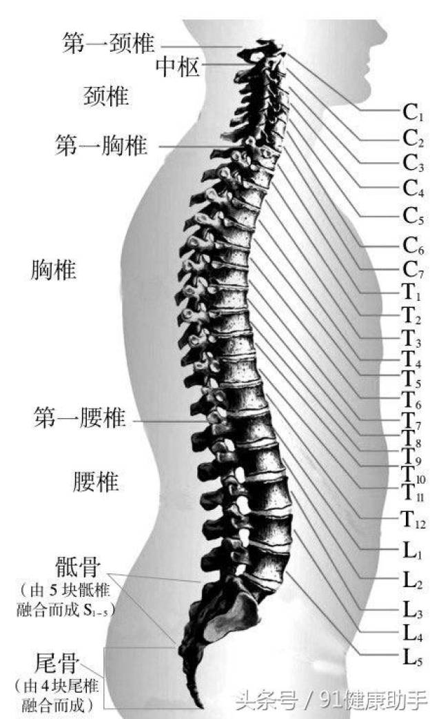 脊椎骨分为颈椎,胸椎,腰椎,骶椎,尾椎.