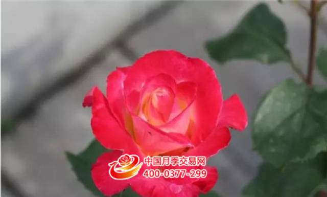 月季白粉病治疗小妙招(图1) 月季白粉病治疗小妙招(图1)