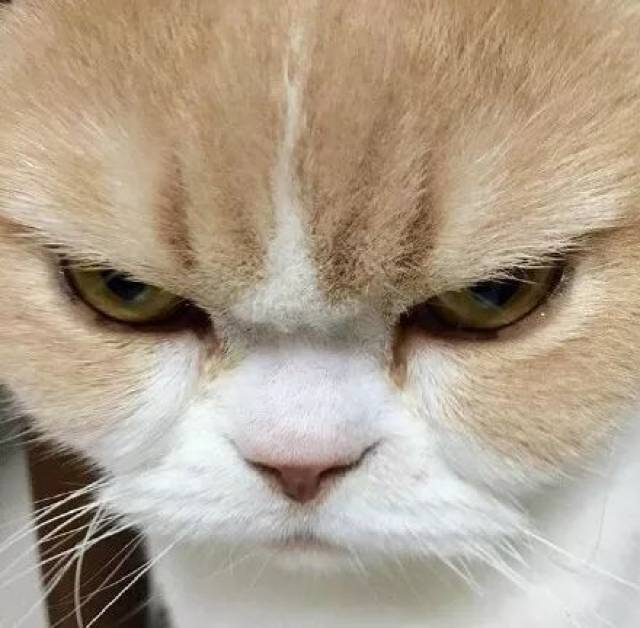 自带生气表情的猫咪小雪,脸上总是一个大写的"滚"字