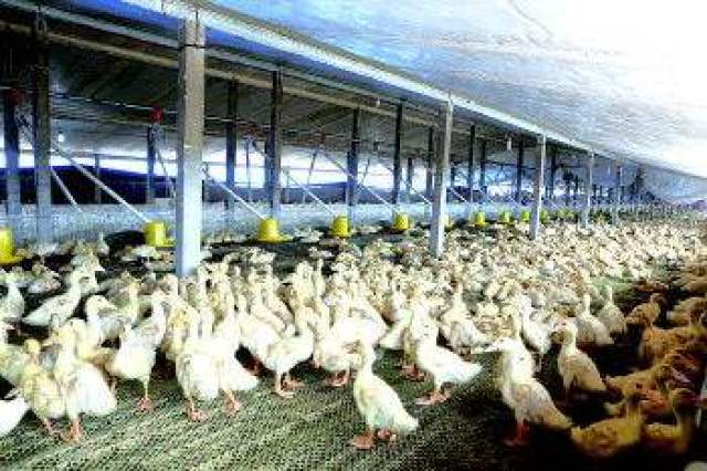 新型发酵床养鸭建设,对养殖户有利吗?_手机搜狐网