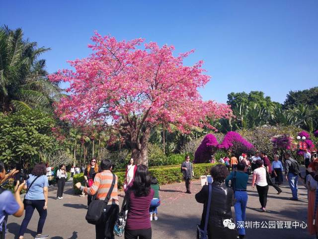 莲花山公园簕杜鹃市花展又来啦,高颜值花海俘获无数深圳人的心!