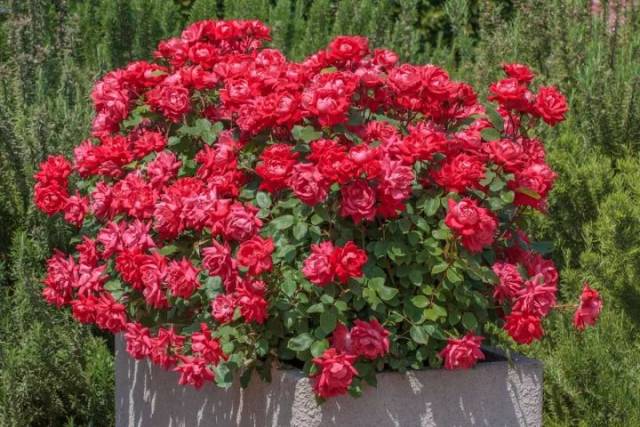 一段奢华传奇的开端 | 伊芙系列的鼻祖:伊芙伯爵月季