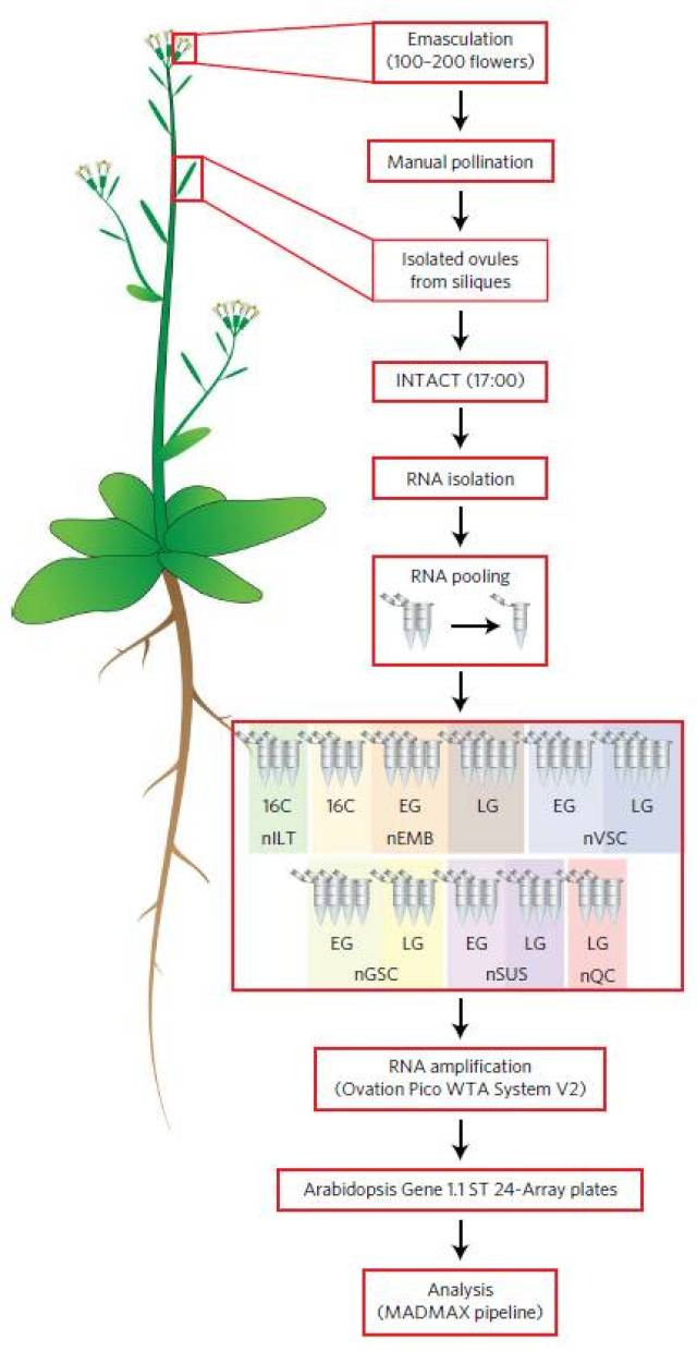nat plants:拟南芥早期胚胎发育动态转录组研究