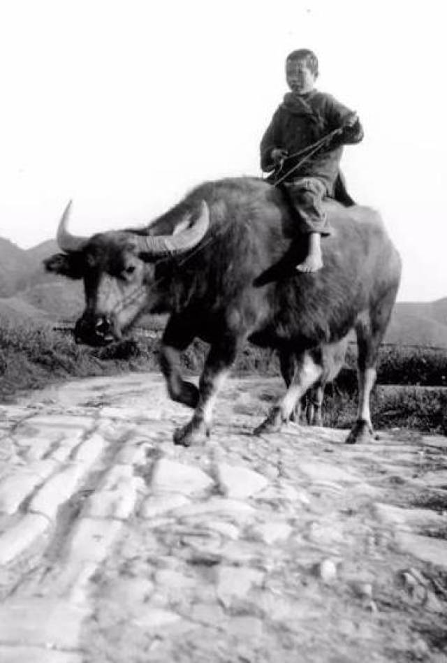 上世纪30年代历史老照片:图为一个放牛娃,坐在牛背上面.