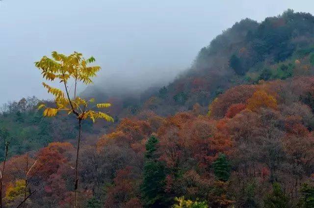 【三国圣地 美丽勉县】勉县云雾山探秋,意境十足!