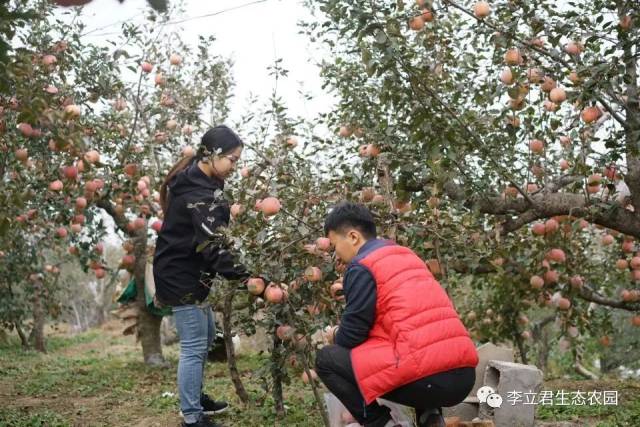 一天可以吃15个的李立君苹果