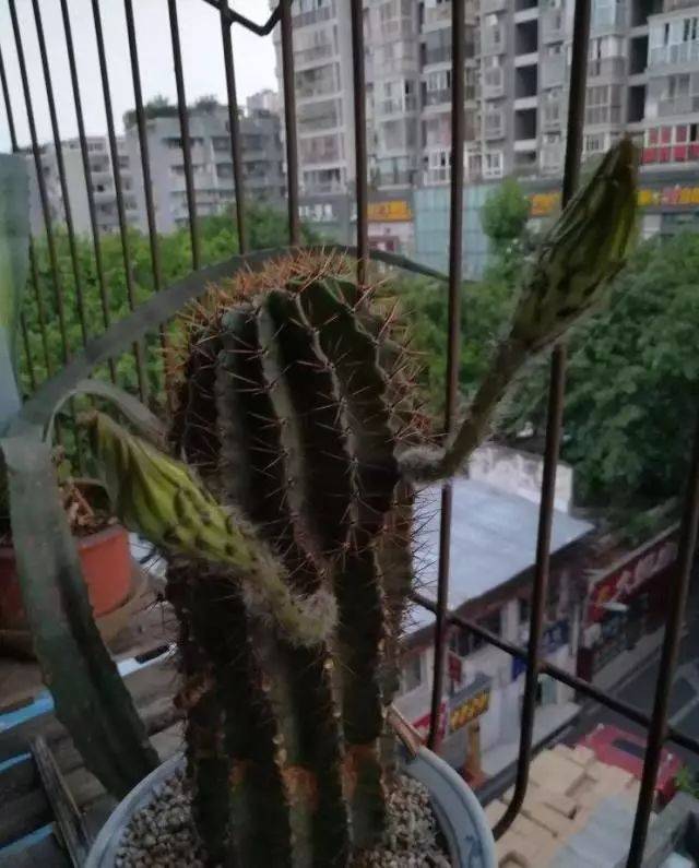 【每日一花】花友的"天鹅蛋"开花,白色花朵美呆了!