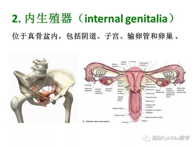 女性生殖系统解剖part ii-中山大学医学院妇产科大课