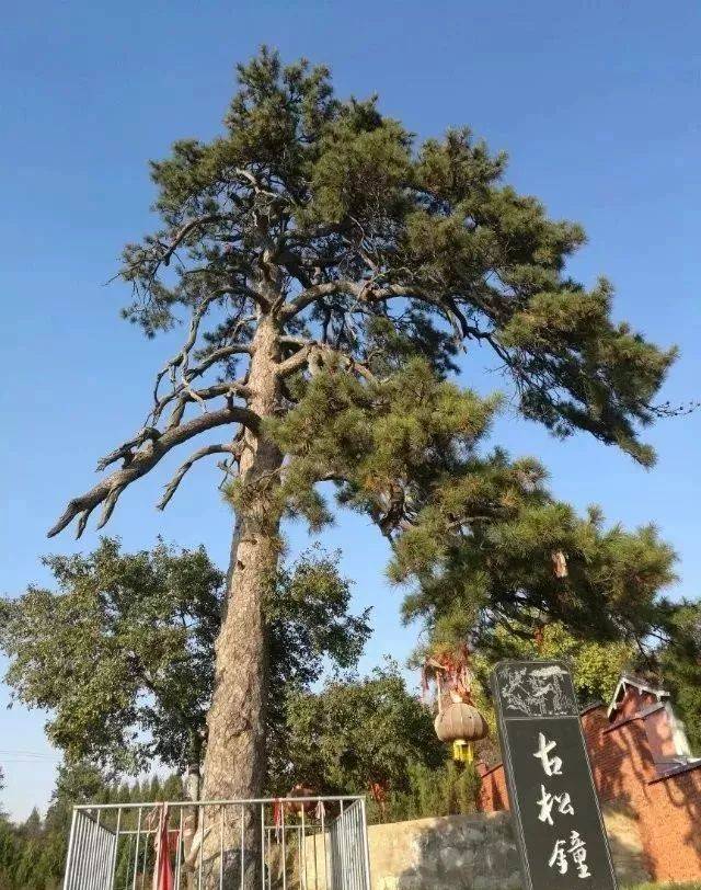 这些树树龄大都在五百年以上 说到这里 不得不提的还有不少树王 泽州