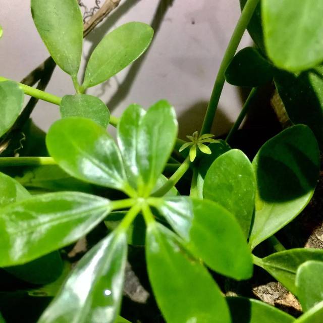 森林地表和植物有助于维持黄环林蛇所需的湿度