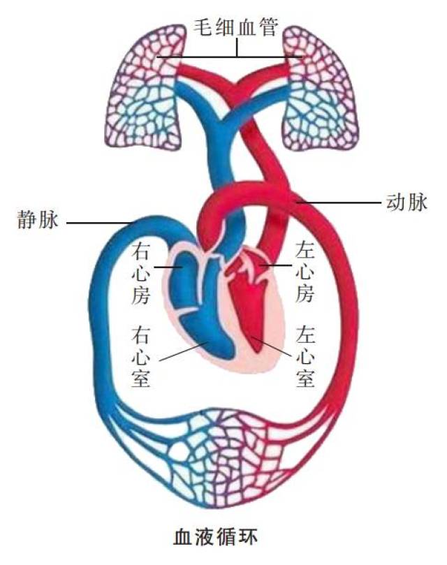 回房静",即:动脉与心室相连,血液从心室出来经动脉流向全身;静脉与心