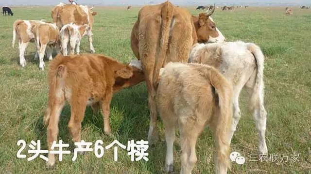 4,cctv-7【科技苑】推广【三农学校】的山羊人工发情技!