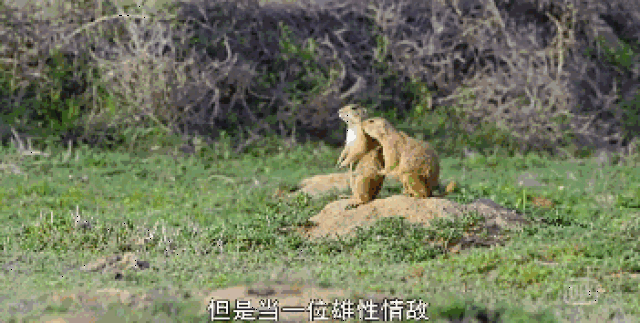 这不,这只雌性土拨鼠竟然在光天化日下偷吃!