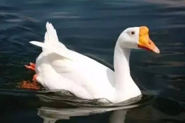 Ҷ!