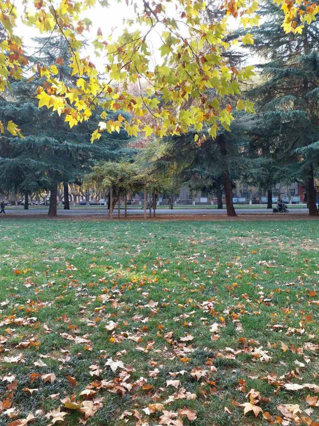 河南排名第一的大学校园秋日风景—郑州大学