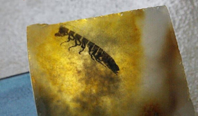 第一次听说虫玛瑙,玛瑙中的虫子是如何进去的