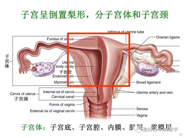 女性生殖系统解剖part ii-中山大学医学院妇产科大课