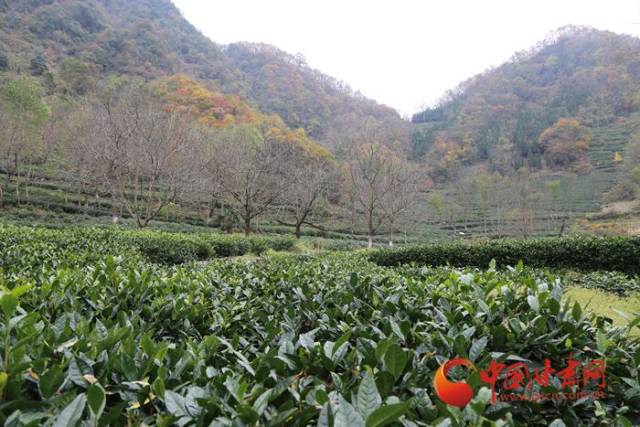 碧口马家山漫山的茶园