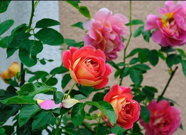 月季花嫁接在木香花上,没想到木香花比玫瑰还好美
