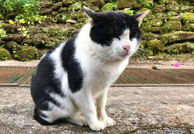 天气变凉,家里的猫咪突然就闹肚子了,是什么原