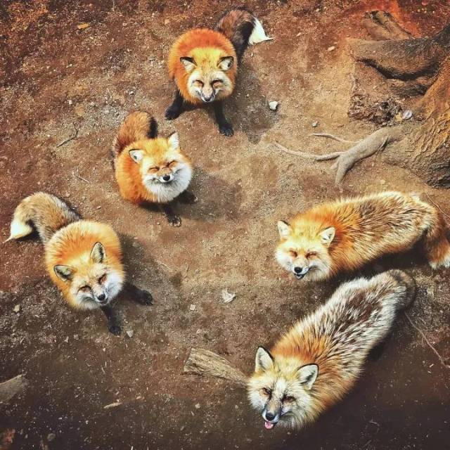 (1 蔵王狐狸村 宮城下次去日本,记得光顾下这些神秘又可爱的动物