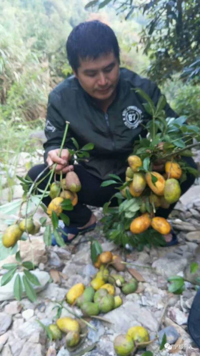 来源:网友曝料,宁都州人 马藤果木通科牛卵坨牛腰子果麻藤包 平台声明