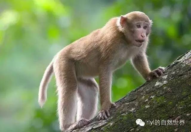 【rlyl物种说】今日--熊猴(assam macaque)