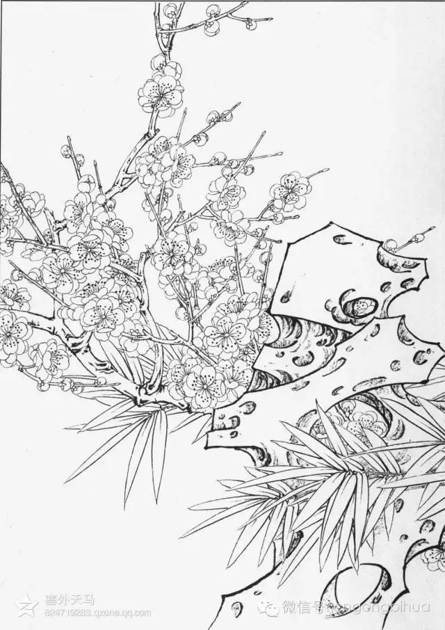 线描梅花
