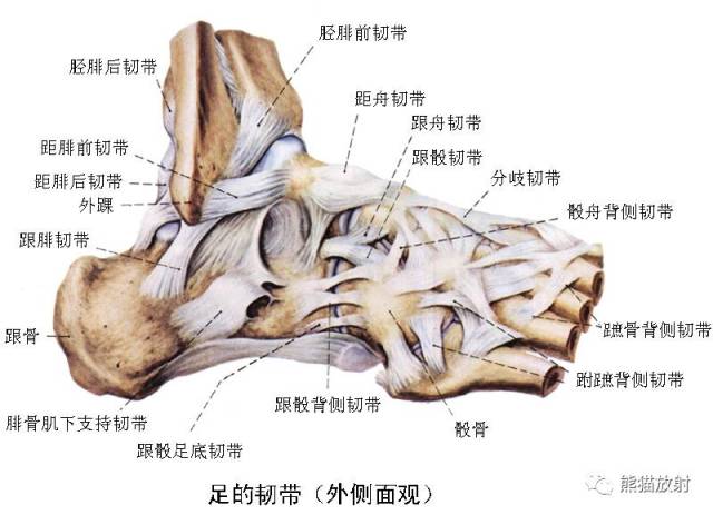 6 胫骨,7 胫骨,8 距小腿关节(踝关节),9 背侧关节囊,10 内侧韧带(三角