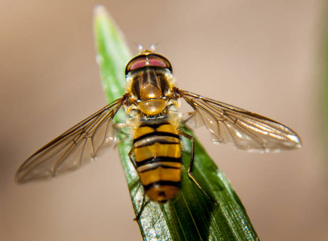 常见科有大蚊科(tipulidae),食蚜蝇科(syrphidae),虻科(tabanidae)