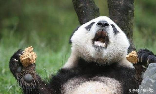 大熊猫真的是食铁兽吗